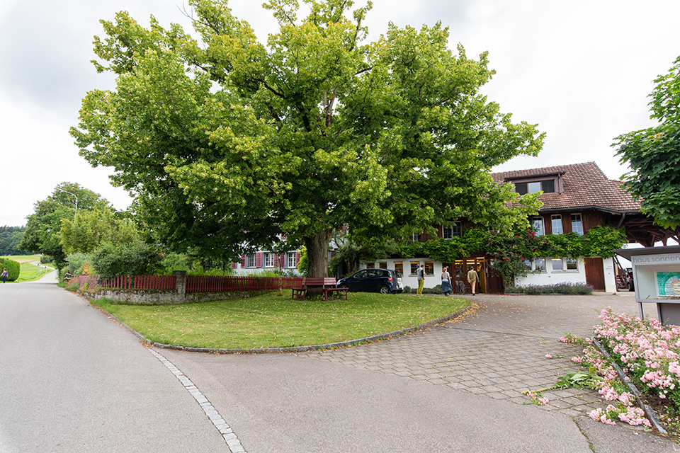 Das Bild zeigt einen grossen Lindenbaum vor einem Haus.