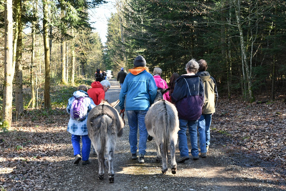 Das Bild zeigt eine Gruppe Menschen die zwei Esel im Wald spazieren führen.