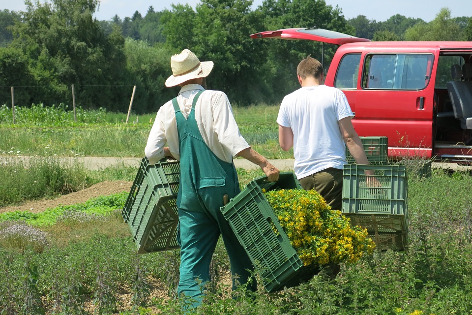 Das Bild zeigt zwei Männer mit grünen Gemüsekisten in den Händen, die über ein Feld in Richtung Lieferwagen gehen..