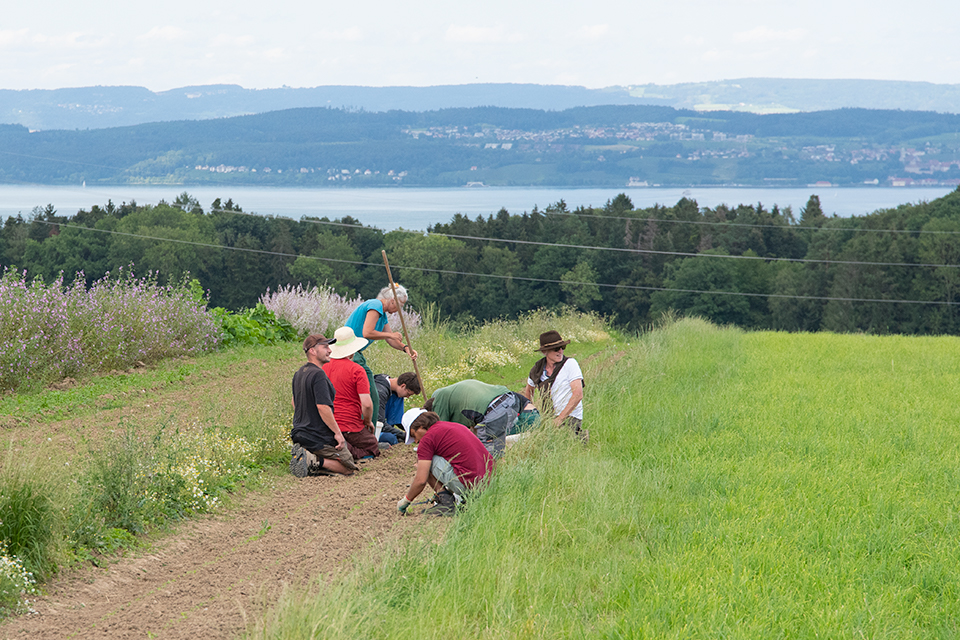 Das Bild zeigt eine Gruppe Menschen die auf einem gepflügten Feld arbeiten. Im Hintergrund ist der Bodensee zu sehen.
