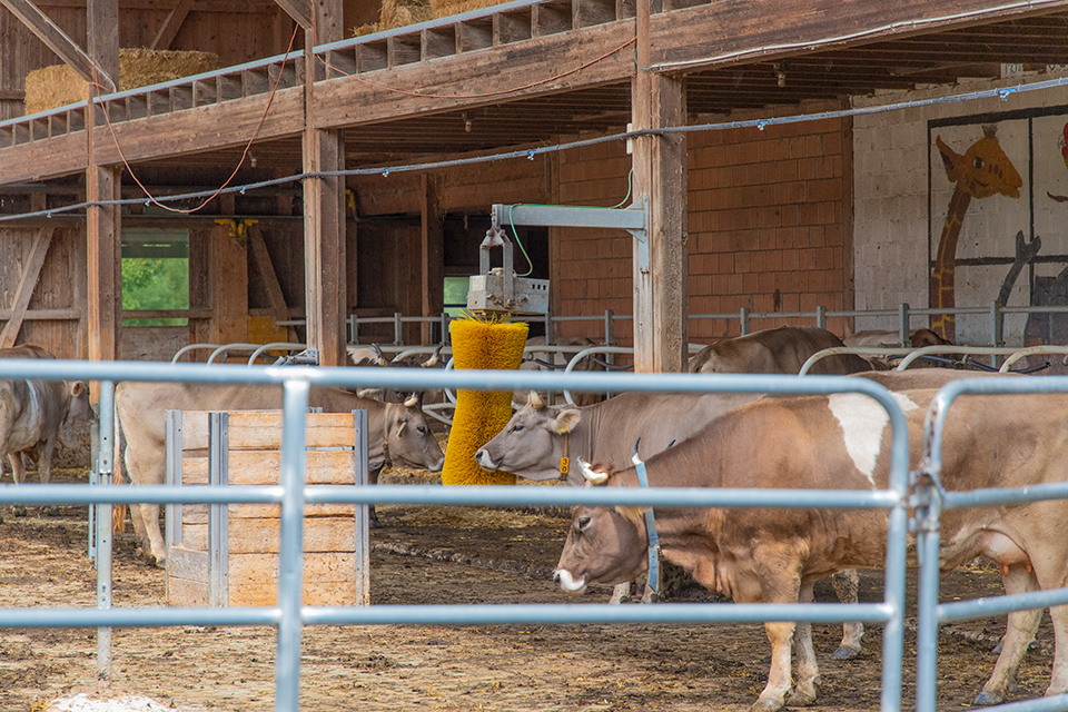 Das Bild zeigt mehrere Kühe in einem Offenstall. Die eine Kuh reibt ihren Kopf an einer gelben Massagebürste für Kühe.