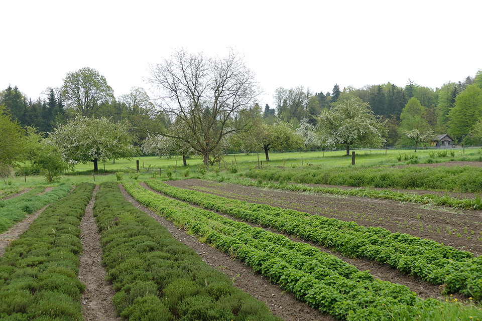 Das Bild zeigt ein Feld im Frühsommer mit mehreren Pflanzenreihen. Im Hintergrund sind viele Obstbäume zu sehen.