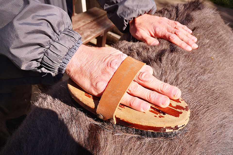 Das Bild zeigt die Hände einer Person auf einem Tierfell. Die eine Hand hält eine Bürste, die andere Hand liegt auf dem Fell.