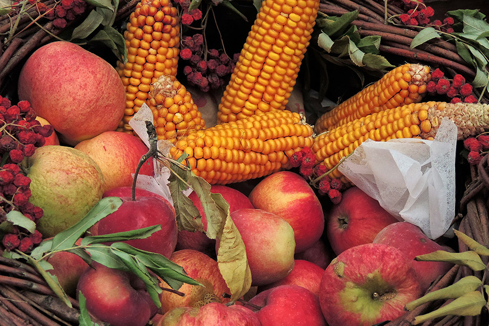 Das Bild zeigt Äpfel und Maiskolben in einem Korb.