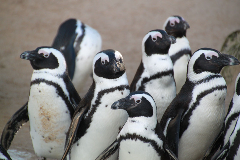 Das Bild zeigt eine Gruppe Pinguine.