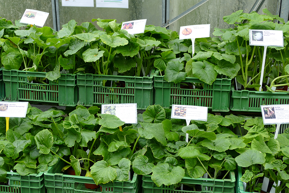 Das Bild zeigt mehrere grüne Gemüsekisten voller Setzlinge.