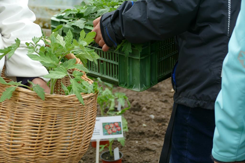 Das Bild zeigt einen Korb und eine Gemüsekiste gefüllt mit Setzlingen.