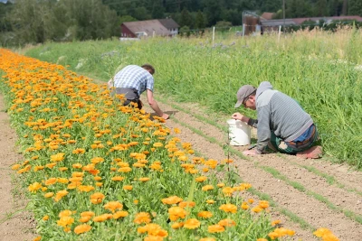 Zwei Personen knien auf einem Weg in einem bepflanzten Feld, und säen etwas aus. Links neben ihnen wachsen viele orange Blumen.