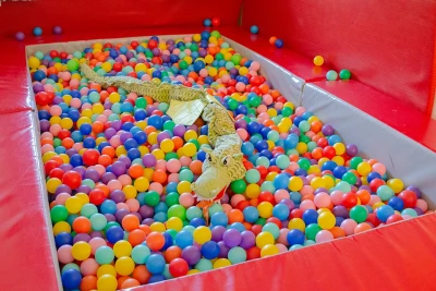 In einem bunten Bällebad mit roter Umrandung liegt ein grosser Kuscheltierdrache.